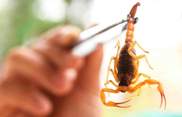 Dedetização de Escorpiões