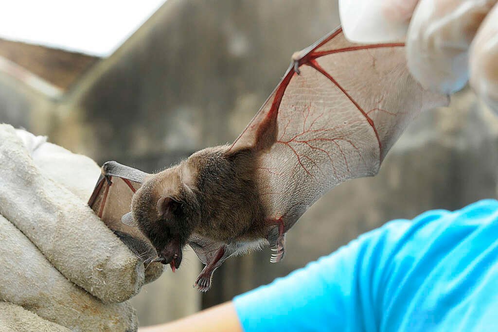 Controle de Morcegos