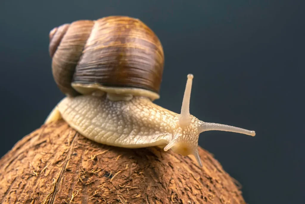 Dedetizacao controle de caramujos