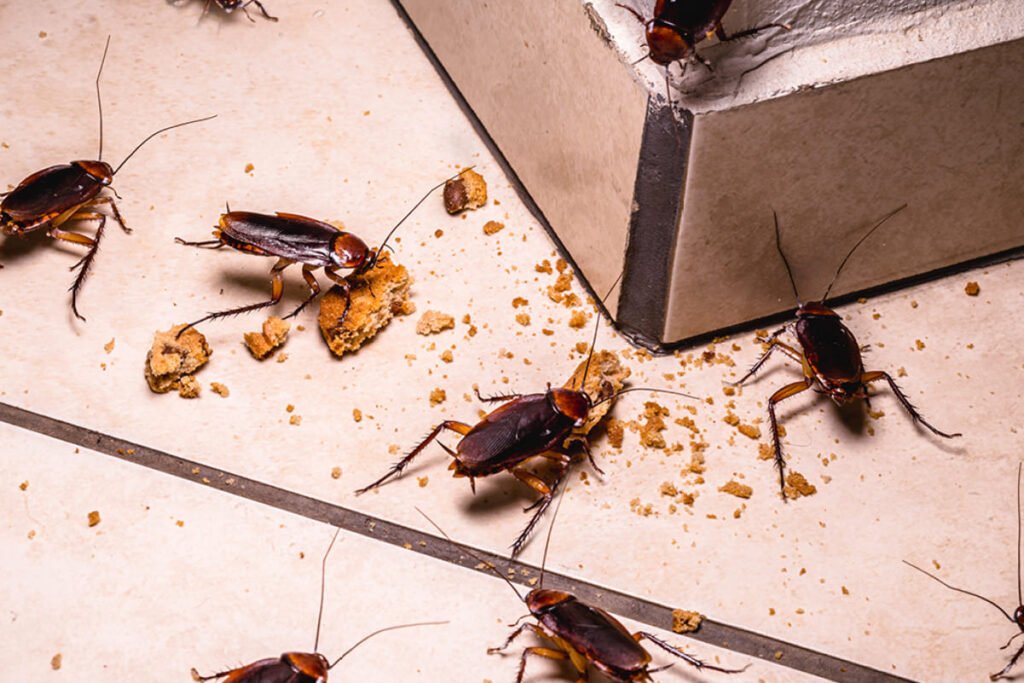 Dedetizacao de baratas