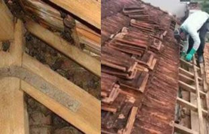 Controle de Morcegos em São Paulo: Solução Segura e Legal!